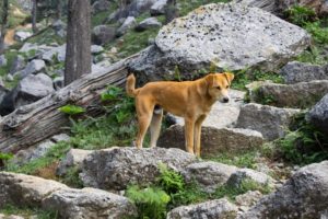 Kareri Lake trek